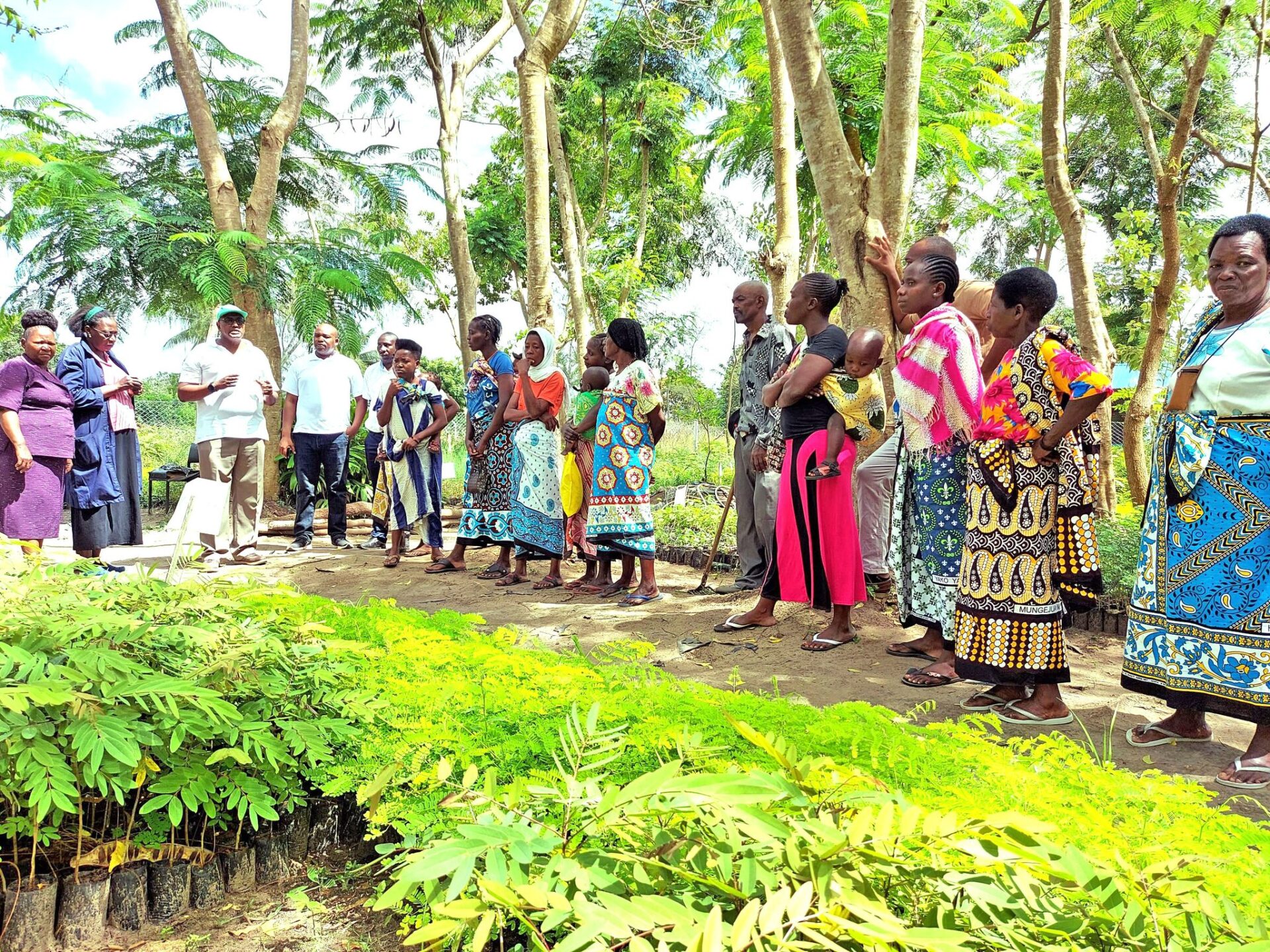 Tree Seedlings